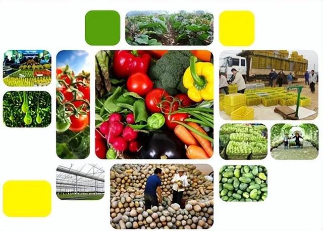 数字赋能 渠道革新 以“互联网+”助推农产品出村进城