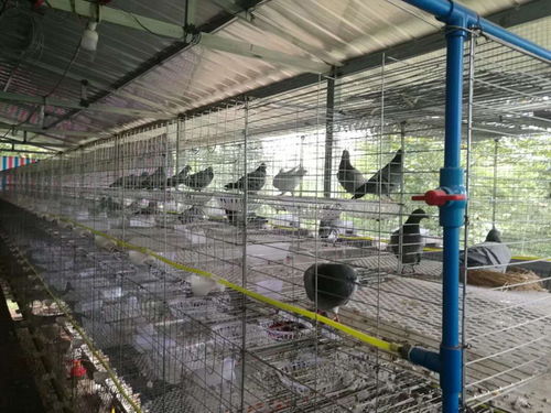 网络促销助力脱贫 人社局创新模式解决农产品销售难题